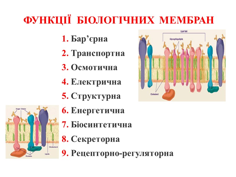 ФУНКЦІЇ  БІОЛОГІЧНИХ  МЕМБРАН    1. Бар’єрна    2.